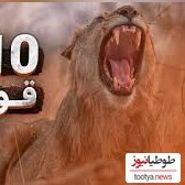 (ویدئو) با 10 تا از قوی ترین حیوانات جهان آشنا شوید