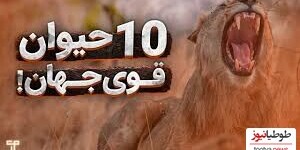 (ویدئو) با 10 تا از قوی ترین حیوانات جهان آشنا شوید