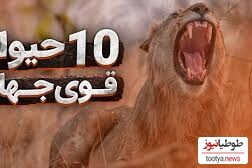 (ویدئو) با 10 تا از قوی ترین حیوانات جهان آشنا شوید