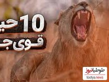 (ویدئو) با 10 تا از قوی ترین حیوانات جهان آشنا شوید