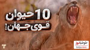 (ویدئو) با 10 تا از قوی ترین حیوانات جهان آشنا شوید