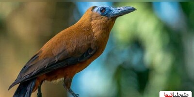 (ویدیو) 6 پرنده که ترسناکترین صداهای جهان را دارند/ تا بحال این صداها رو شنیدین؟