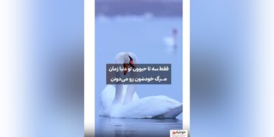 (ویدیو) قدرت شگفت انگیز و باورنکردنی 3 تا از حیوانات عجیبی که زمان مرگ خود را میدانند!