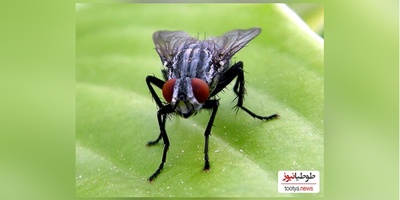 از نیش تا مرگ؛ داستان تلخ برخورد با مرگبارترین مگس‌های جهان