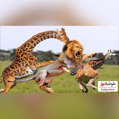 (ویدئو) مستند حیات وحش حیوانات/ نبرد جانانه زرافه با شیر برای حفاظت توله اش