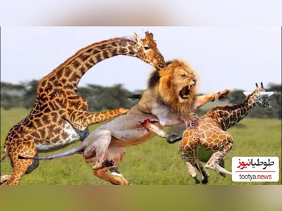(ویدئو) مستند حیات وحش حیوانات/ نبرد جانانه زرافه با شیر برای حفاظت توله اش