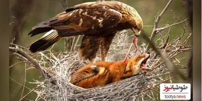 (ویدئو) مستند حیات وحش حیوانات/ راز بقا، این داستان: نبرد نفس‌گیر روباه و عقاب موذی