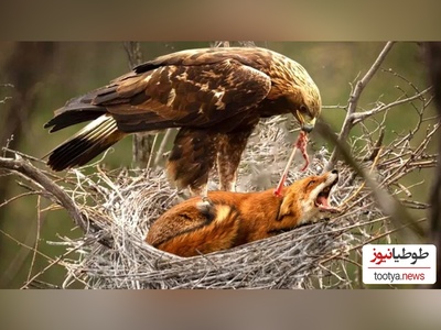 (ویدئو) مستند حیات وحش حیوانات/ راز بقا، این داستان: نبرد نفس‌گیر روباه و عقاب موذی