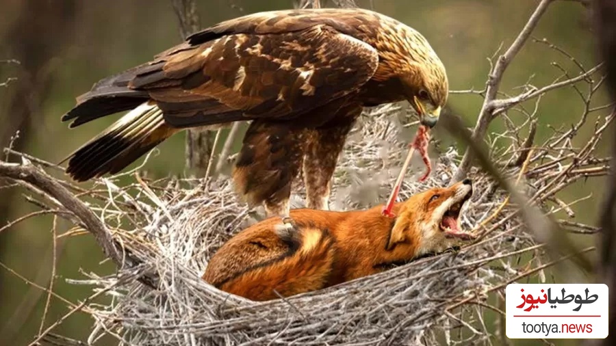 (ویدئو) مستند حیات وحش حیوانات/ راز بقا، این داستان: نبرد نفس‌گیر روباه و عقاب موذی
