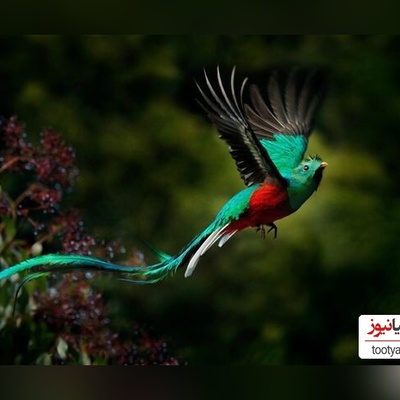 (ویدیو) رونمایی از خوش‌آوازترین پرندگان زیبا و خوشرنگ جهان با حنجره‌های رویایی❤