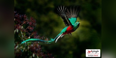 (ویدیو) رونمایی از خوش‌آوازترین پرندگان زیبا و خوشرنگ جهان با حنجره‌های رویایی❤