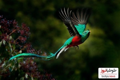 (ویدیو) رونمایی از خوش‌آوازترین پرندگان زیبا و خوشرنگ جهان با حنجره‌های رویایی❤