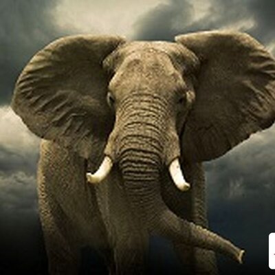 (فیلم) لحظه‌ی حمله‌ی کروکودیل به دسته‌ی فیل‌ها/ خرطوم فیل بیچاره کنده شد!