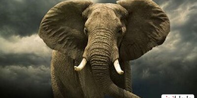 (فیلم) لحظه‌ی حمله‌ی کروکودیل به دسته‌ی فیل‌ها/ خرطوم فیل بیچاره کنده شد!