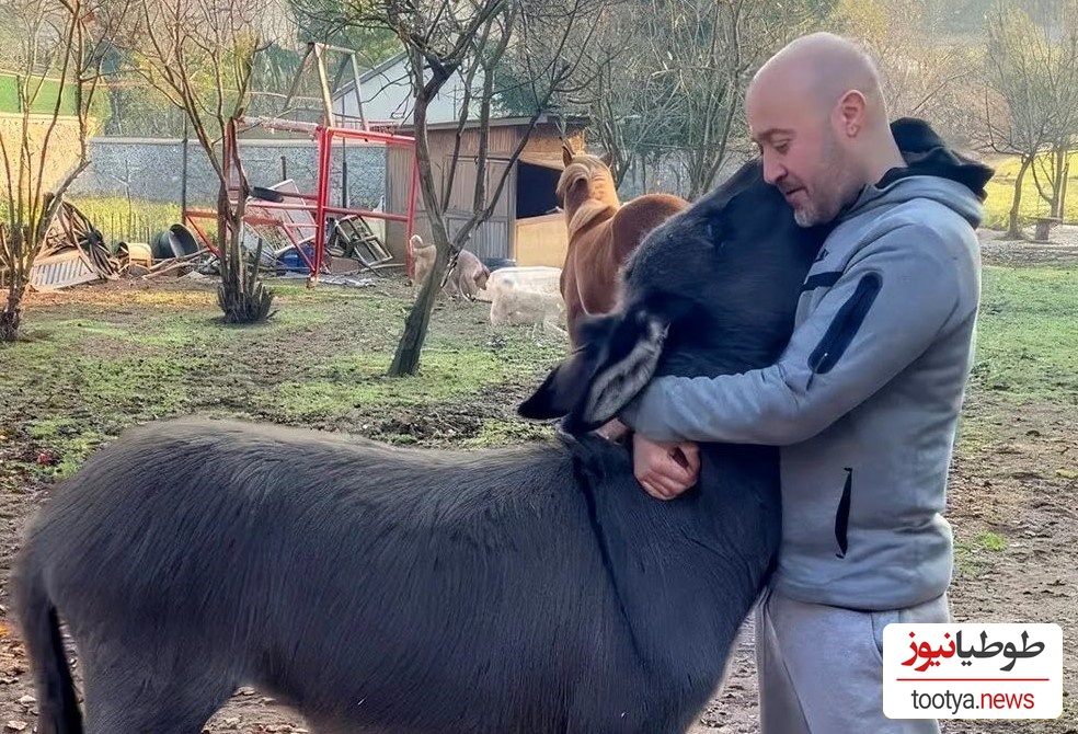 (ویدئو) ابراز علاقه دیوانه‌وار اُلاغ یتیم به مرد خوش قلبی که اونو از گوشه خیابون نجات داده بود/ با حیوانات مهربان باشیم