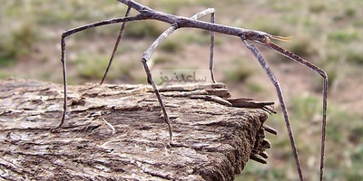 (تصاویر) کشف 4 گونۀ عجیب و جدید حشره با سرهای «درخت‌مانند»