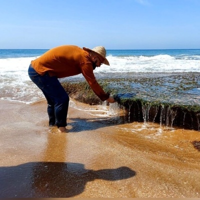 تا به حال فرآیند برداشت جلبک دریایی رو دیده بودید؟این چشم بادومی ها به جلبک هم رحم نمیکنن+ویدئو