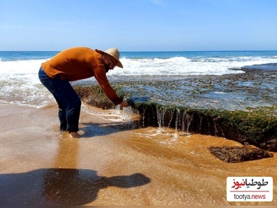 تا به حال فرآیند برداشت جلبک دریایی رو دیده بودید؟این چشم بادومی ها به جلبک هم رحم نمیکنن+ویدئو