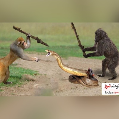 (ویدئو) مستند حیات وحش حیوانات/ نبرد طاقت فرسای میمون و مار