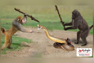 (ویدئو) مستند حیات وحش حیوانات/ نبرد طاقت فرسای میمون و مار