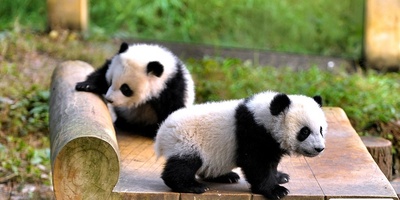 (عکس) روند جالب نجات و انتقال بچه پاندا در چین / لباس پاندا پوشیدن تا احساس غریبی نکنند😨