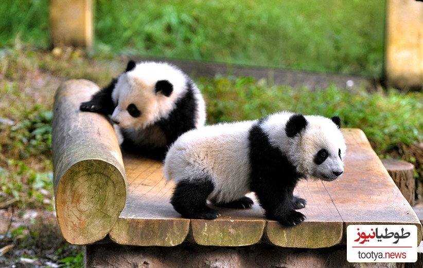 (عکس) روند جالب نجات و انتقال بچه پاندا در چین / لباس پاندا پوشیدن تا احساس غریبی نکنند😨