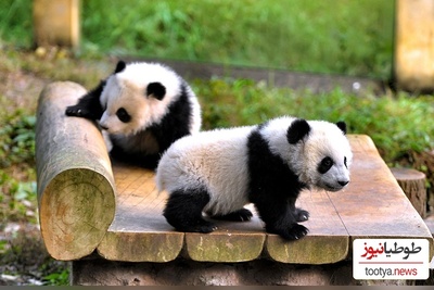 (عکس) روند جالب نجات و انتقال بچه پاندا در چین / لباس پاندا پوشیدن تا احساس غریبی نکنند😨