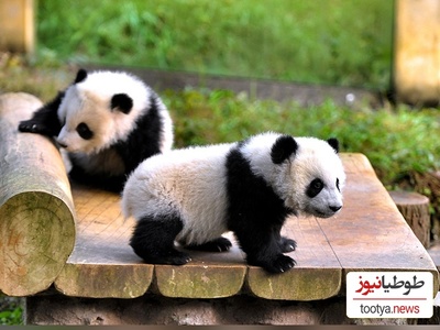 (عکس) روند جالب نجات و انتقال بچه پاندا در چین / لباس پاندا پوشیدن تا احساس غریبی نکنند😨
