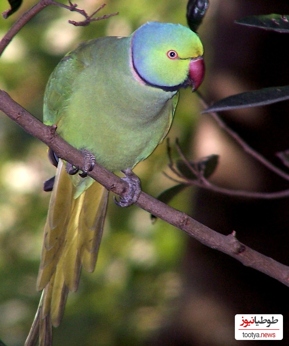 طوطی طوق دار هندی یا ملنگو