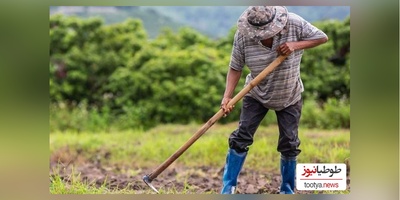 خلاقیت خندهدار "کشاورز تبریزی" در آبیاری قطره ای در زمان بی آبی حماسه آفرید/ بازم مثل همیشه هنر نزد ما ایرانی هاست!