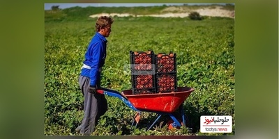 خلاقیت خنده دار و تحسین برانگیز کشاورز ایرانی در استفاده بهینه از کمربند ایمنی پرایدحماسه آفرید 😂/ اینم از تکنولوژی وطنی