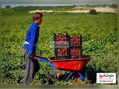 خلاقیت خنده دار و تحسین برانگیز کشاورز ایرانی در استفاده بهینه از کمربند ایمنی پرایدحماسه آفرید 😂/ اینم از تکنولوژی وطنی