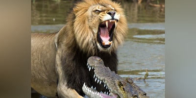 فیلم/ درس هایی از طبیعت؛ مستند حیات وحش/نبرد نفسگیر شیر و تمساح