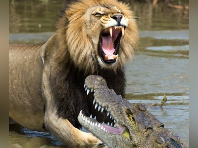 فیلم/ درس هایی از طبیعت؛ مستند حیات وحش/نبرد نفسگیر شیر و تمساح