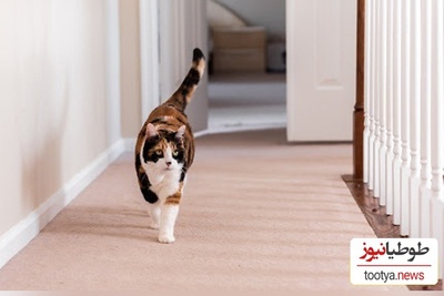 با دیدن این ویدئو ممکن است اشک از چشمان شما جاری شود!/ ببینید بی قراری ناراحت کننده گربه بعد از مرگ صاحبش!