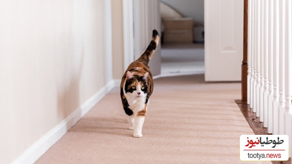 با دیدن این ویدئو ممکن است اشک از چشمان شما جاری شود!/ ببینید بی قراری ناراحت کننده گربه بعد از مرگ صاحبش!