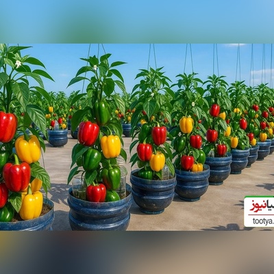 (ویدئو) باور کن با همین بطری نوشابه می‌تونی فلفل پرورش بدی! 🌶 ترفندی که همه رو شگفت‌زده کرده