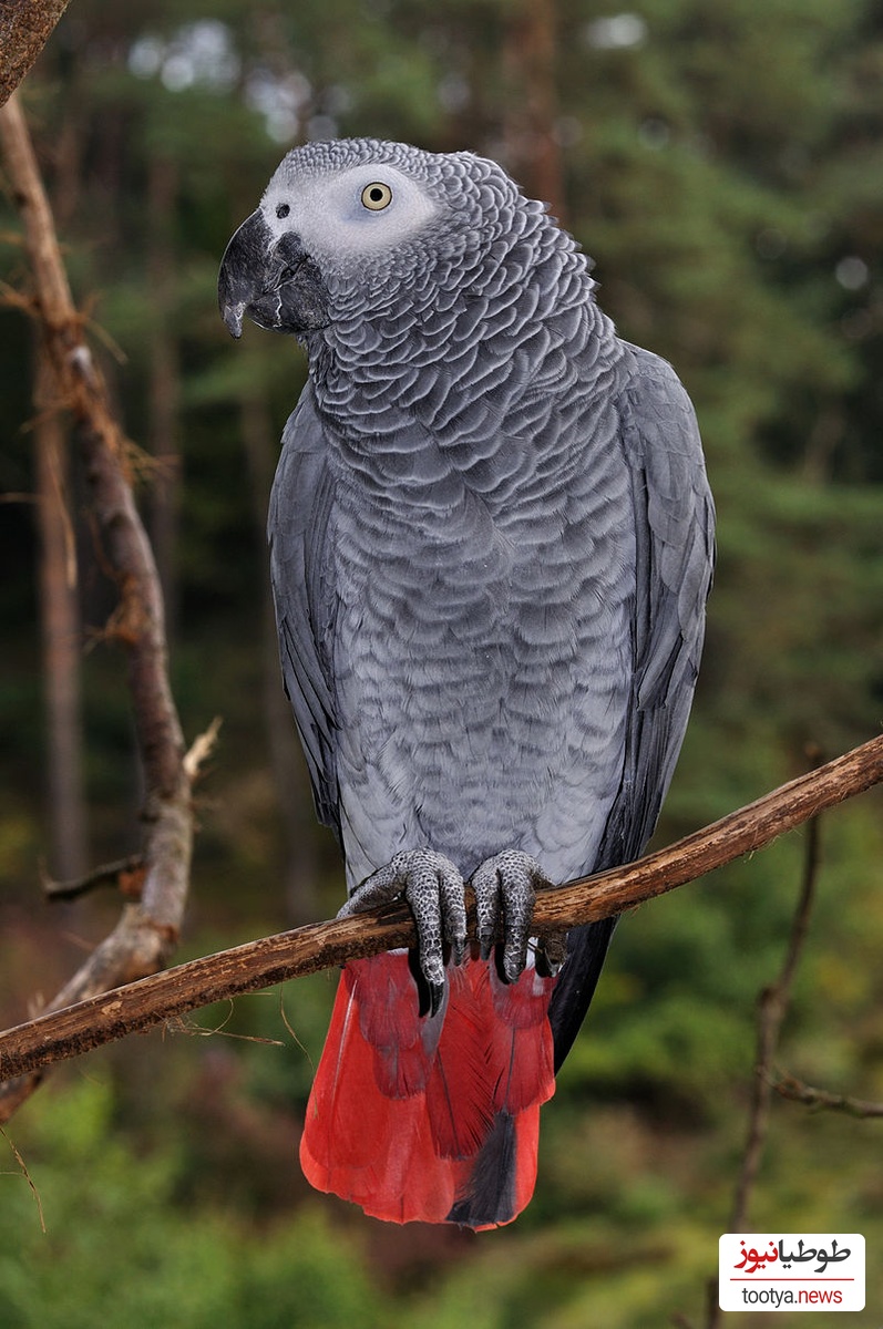 طوطی خاکستری آفریقایی (کاسکو)
