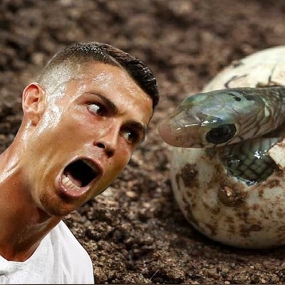 رونالدو بدون جفت 14 بچه مار به دنیا آورد.../ عجیب ترین زایمان بدون جفت گیری!