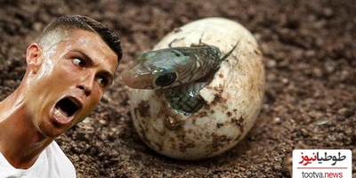 رونالدو بدون جفت 14 بچه مار به دنیا آورد.../ عجیب ترین زایمان بدون جفت گیری!