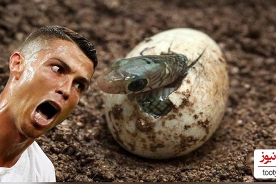 رونالدو بدون جفت 14 بچه مار به دنیا آورد.../ عجیب ترین زایمان بدون جفت گیری!