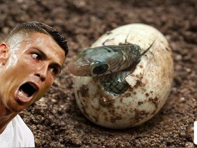 رونالدو بدون جفت 14 بچه مار به دنیا آورد.../ عجیب ترین زایمان بدون جفت گیری!