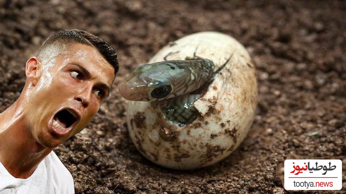 رونالدو بدون جفت 14 بچه مار به دنیا آورد.../ عجیب ترین زایمان بدون جفت گیری!