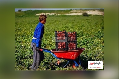 خلاقیت خنده دار  کشاورز ایرانی در تبدیل کمربند ایمنی به در ورودی باغچه اش حماسه ساز شد/ نبینی از دستت رفته، از ما گفتن😂