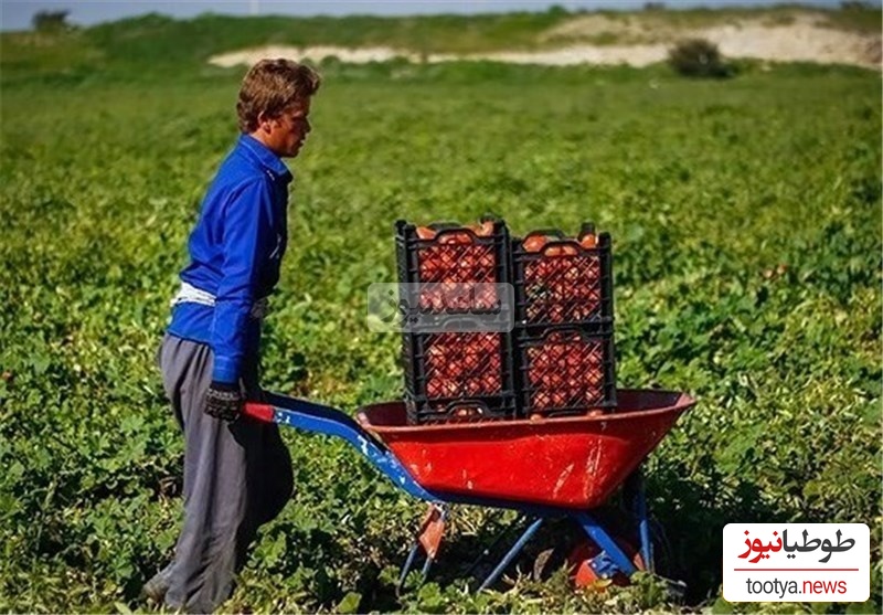 خلاقیت خنده دار  کشاورز ایرانی در تبدیل کمربند ایمنی به در ورودی باغچه اش حماسه ساز شد/ نبینی از دستت رفته، از ما گفتن😂