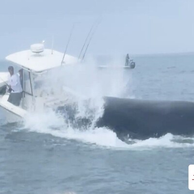 (ویدئو) واژگون کردن قایق توسط نهنگ قاتل و غول‌پیکر / وحشتناکه واقعا فقط اون فرار قایق رانا