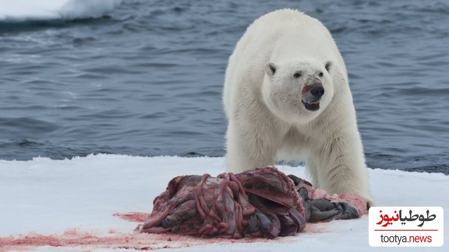 (فیلم) مقایسه خرس قطبی و گریزلی / قدرت بی نظیر و عجیب خرس قطبی و خرس گریزلی