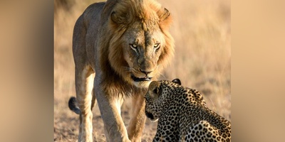 مستند حیات وحش/انتقام شیرهای داغدار از پلنگ، شکارچیِ بی رحمِ جنگل+فیلم