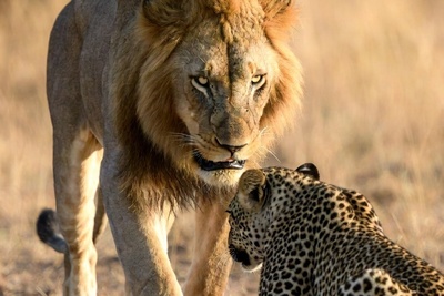 مستند حیات وحش/انتقام شیرهای داغدار از پلنگ، شکارچیِ بی رحمِ جنگل+فیلم