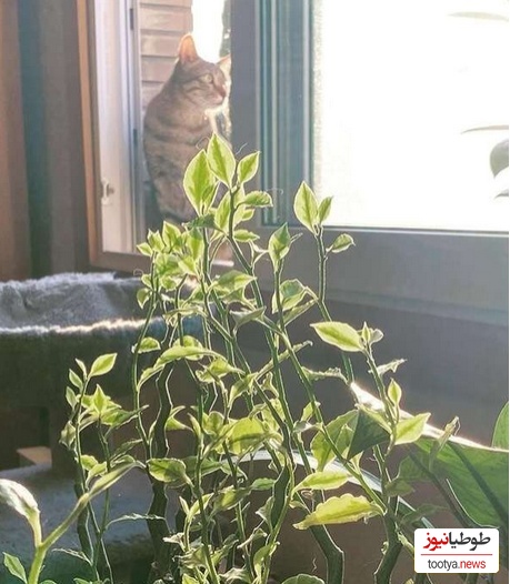 منزل هانیه توسلی